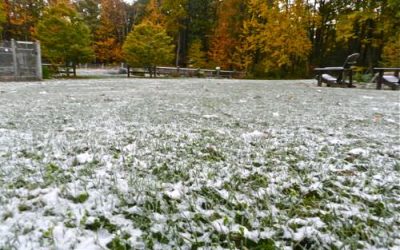 Lawn Care Tips For Winter