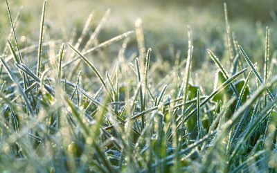 Winter Lawn Care In Cache Valley