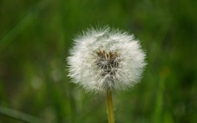5 Tips to Dealing with Weeds