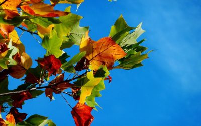 The Fall Lawn Checklist
