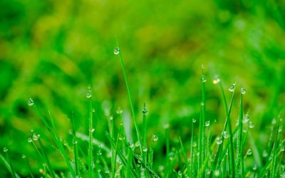 6 Tips To Prepare Your Yard For Spring