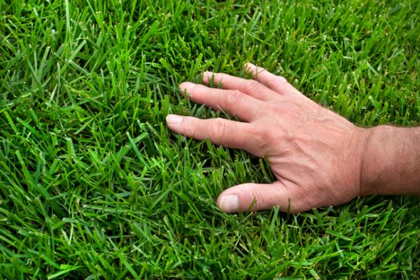 Why Lawn Aeration is Essential for a Healthy, Beautiful Lawn